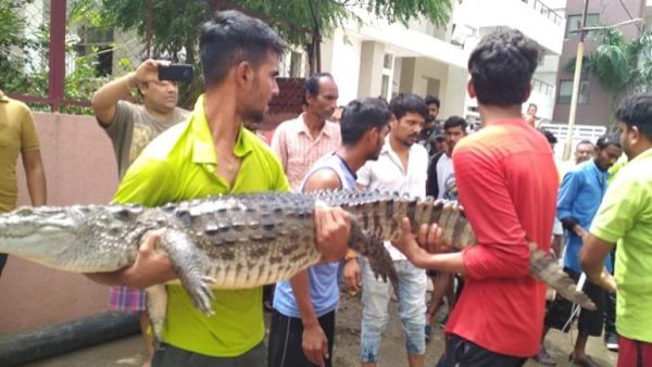 विश्वामित्री नदी में हैं 10 फीट तक लंबे मगरमच्छ