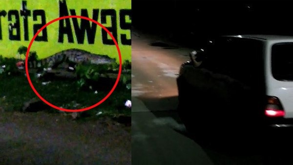 Crocodile Reached in residential area of kota rajasthan Crocodile Reached in residential area of kota rajasthan