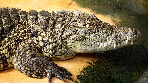 Crocodile Reached in residential area of kota rajasthan Crocodile Reached in residential area of kota rajasthan