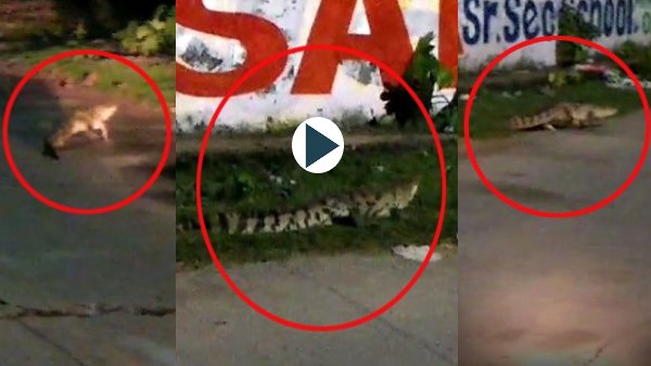 Crocodile Reached in residential area of kota rajasthan Crocodile Reached in residential area of kota rajasthan