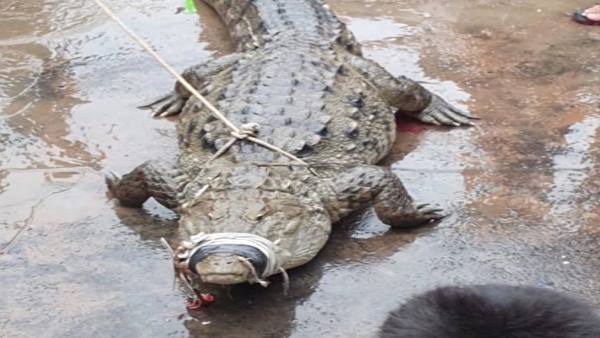 31 जुलाई को आई बाढ़ के बाद मगरमच्छ पनपे