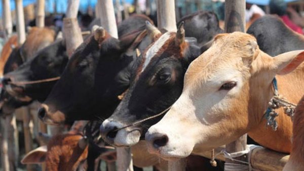 गोशाला में 100 गायों की मौत