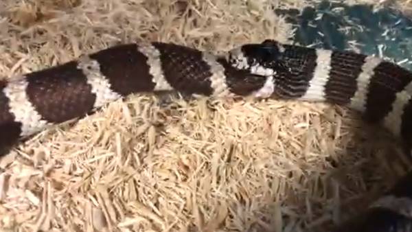 Hungry Snake eat itself, video viral on social media Hungry Snake eat itself, video viral on social media