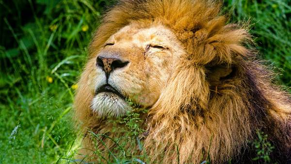 गुजरात एशियाई शेरों के लिए बड़ा प्रशय स्थल