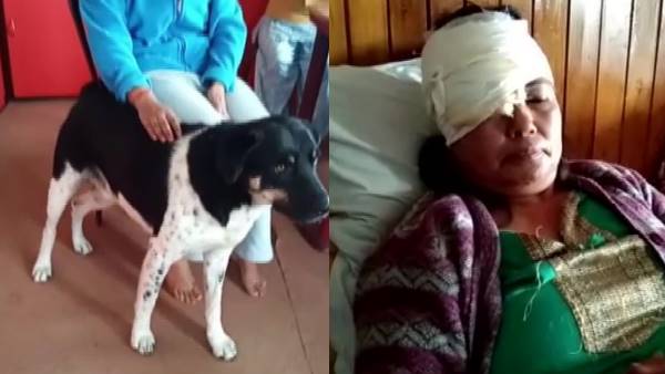 Pet dog save owner life who was attacked by a leopard in darjeeling Pet dog save owner life who was attacked by a leopard in darjeeling