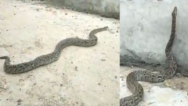 12 feet long python seen by the people 12 feet long python seen by the people