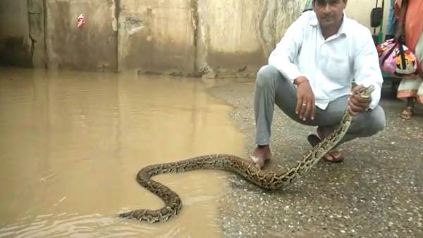 12 feet long python seen by the people 12 feet long python seen by the people