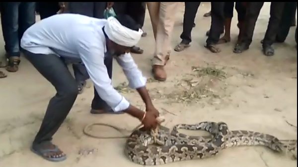 9 feet long python caught at kanpur farm 9 feet long python caught at kanpur farm