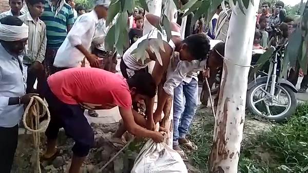 9 feet long python caught at kanpur farm 9 feet long python caught at kanpur farm