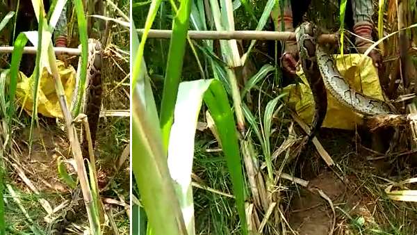 12 feet long python caught in hapur 12 feet long python caught in hapur
