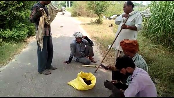 12 feet long python caught in hapur 12 feet long python caught in hapur