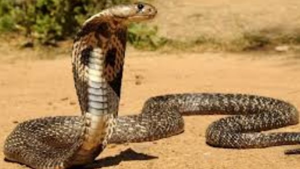 mother and son died from snake bite in hapur mother and son died from snake bite in hapur