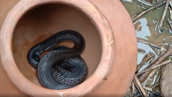 12 year old girl died from snake bite 12 year old girl died from snake bite