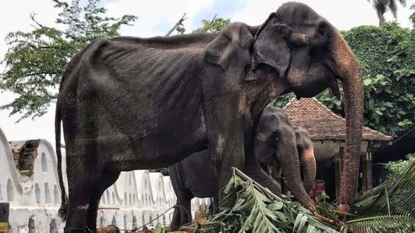 सेहत साथ नहीं दे रहा फिर भी मालिक ले रहा काम