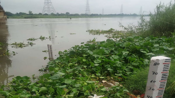Vegitable grown on Banks of Yamuna River are harmful, Here is the truth. Vegitable grown on Banks of Yamuna River are harmful, Here is the truth.
