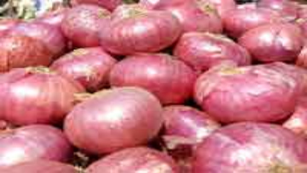 onion onion