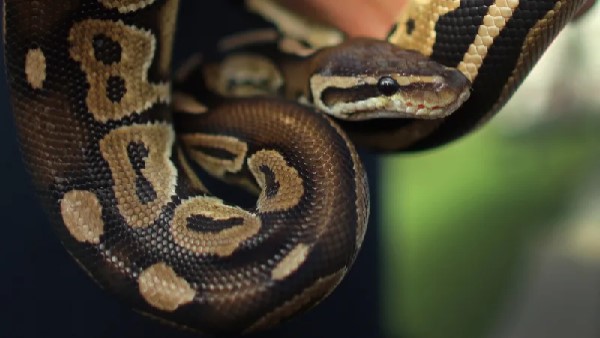 12 feet Python eat the labrador dog 12 feet Python eat the labrador dog