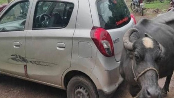 नायब तहसीलदार की कार से बांध दी भैंस