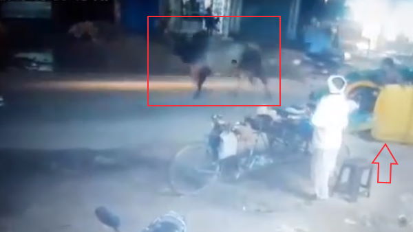 Auto overturned in bull fight on the road video Auto overturned in bull fight on the road video