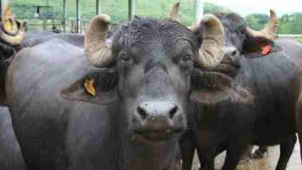 buffalo was not recovered the Sub-inspector line spot buffalo was not recovered the Sub-inspector line spot
