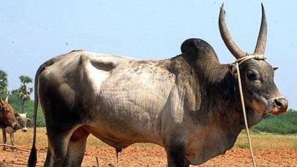 आठ दिन तक किया मंगलसूत्र का इंतजार