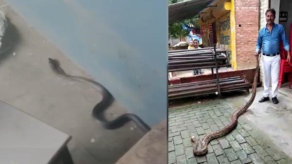 black cobra found in classroom of degree college black cobra found in classroom of degree college