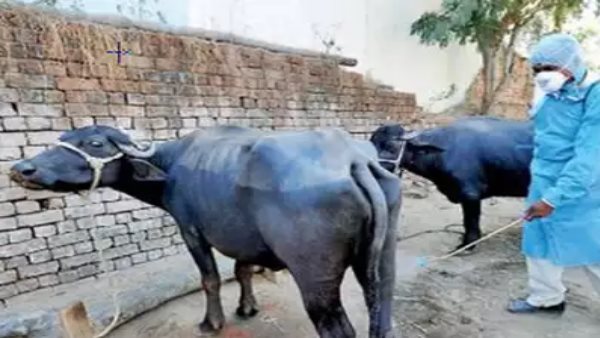 कांगो वायरस फैलने का खतरा
