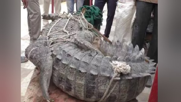 9 feet long crocodile caught in kota district 9 feet long crocodile caught in kota district