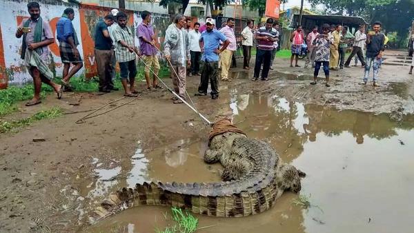 दो गांवों से निकाले गए दो मगरमच्छ