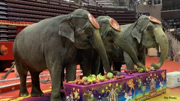 Denmark govt bought four elephants from circus companies, so that they retire Denmark govt bought four elephants from circus companies, so that they retire