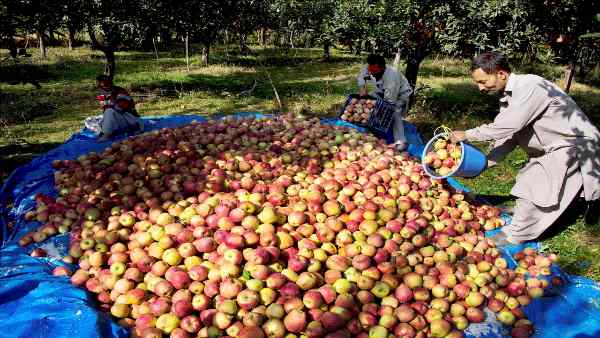 Apple Apple