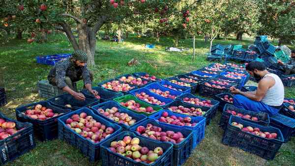 Apple Apple