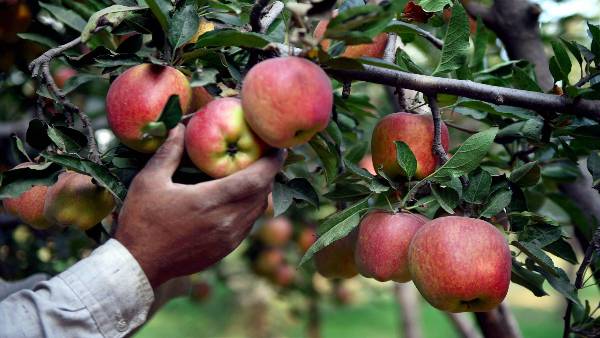 Apple Apple