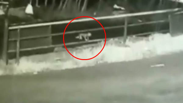 VIDEO: बीच सड़क तेज रफ्तार SUV से गिरी 1 साल की बच्ची, मां-बाप को पता ही नहीं चला, यूं बची जान VIDEO: बीच सड़क तेज रफ्तार SUV से गिरी 1 साल की बच्ची, मां-बाप को पता ही नहीं चला, यूं बची जान