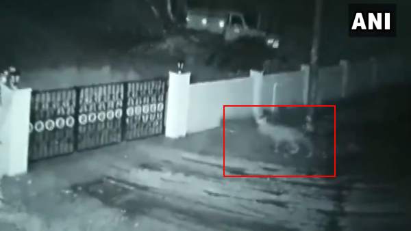 A leopard entered a house and took away the owners dog in Thirthahalli of Shivamogga A leopard entered a house and took away the owners dog in Thirthahalli of Shivamogga