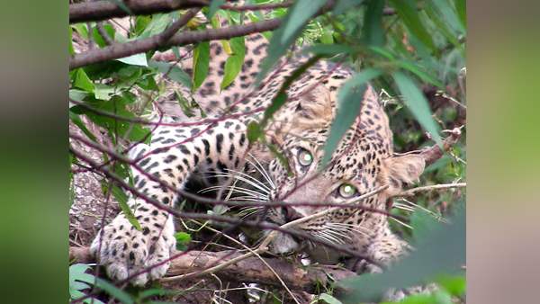 70 years-woman killed by leopard at amreli 70 years-woman killed by leopard at amreli