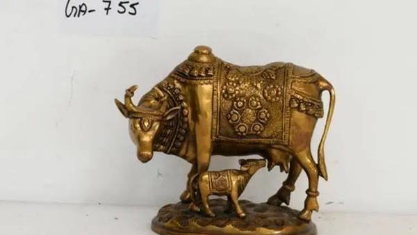 गाय का दुध पीते बछड़े की लगी 51 लाख बोली