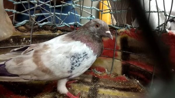 Pakistani Pigeon in Costody of karanpur police Sriganganagar Rajasthan Pakistani Pigeon in Costody of karanpur police Sriganganagar Rajasthan