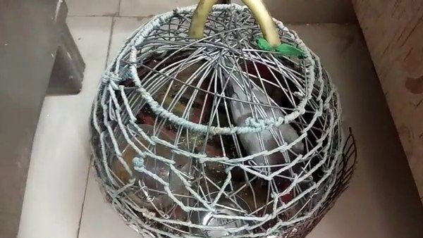 Pakistani Pigeon in Costody of karanpur police Sriganganagar Rajasthan Pakistani Pigeon in Costody of karanpur police Sriganganagar Rajasthan