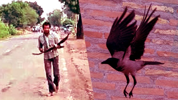 शिव को कैसे पहचान लेते हैं कौए?
