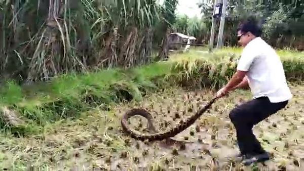 python snake found in field in hapur python snake found in field in hapur