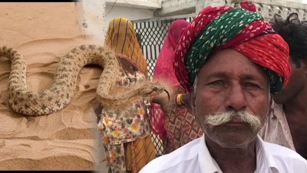 कई सपेरों से करवाई तलाश