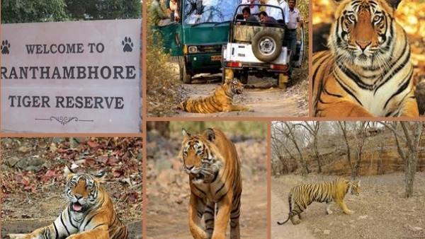 रणथम्भौर का है Tiger T-104