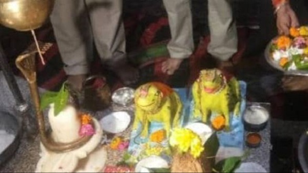 मेंढक-मेंढकी का कराया तलाक