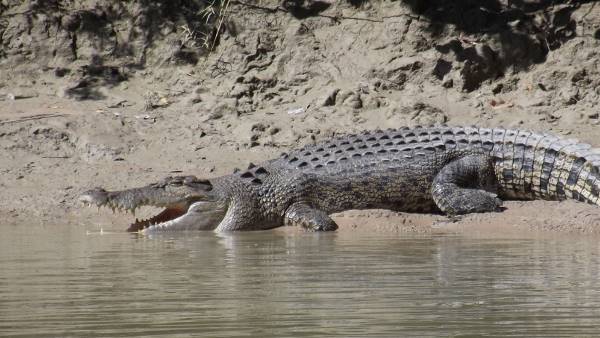 australia 10 year old battles to save 13 foot crocodile named Howard australia 10 year old battles to save 13 foot crocodile named Howard