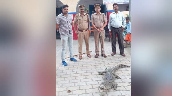 Police caught crocodile and brought to thana Police caught crocodile and brought to thana