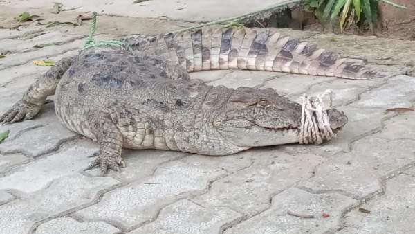 Police caught crocodile and brought to thana Police caught crocodile and brought to thana