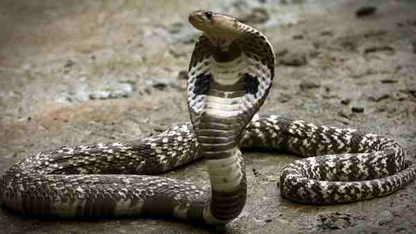 snake died after biting to child snake died after biting to child