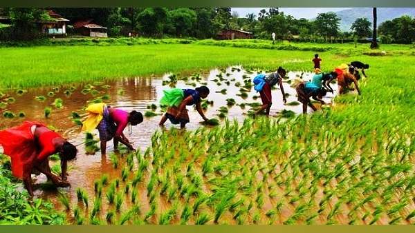 धान के किसानों को कितना मिला MSP?