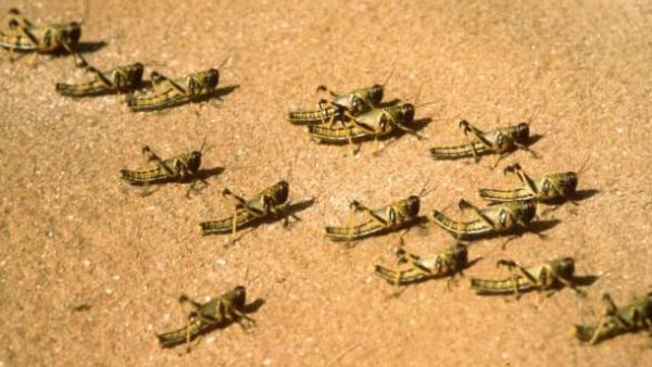 locusts attack On Jaisalmer across the india Pakistan Border locusts attack On Jaisalmer across the india Pakistan Border